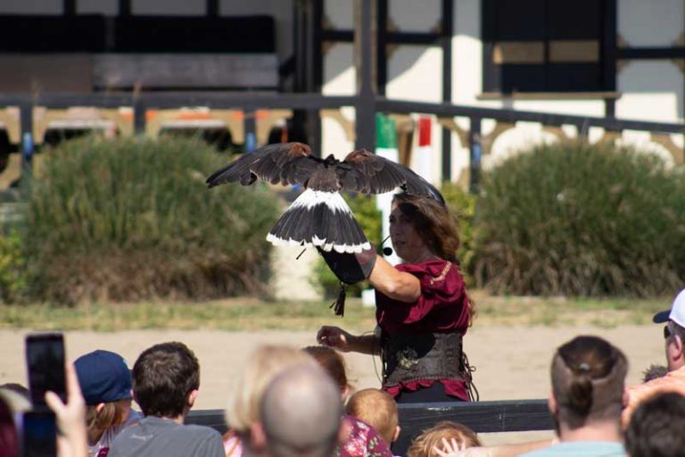 Midwest Falconry shows off their raptors skill.